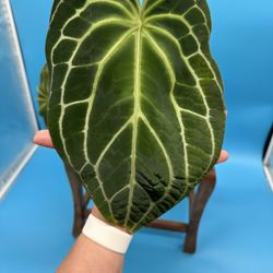 Anthurium crystallinum, rare