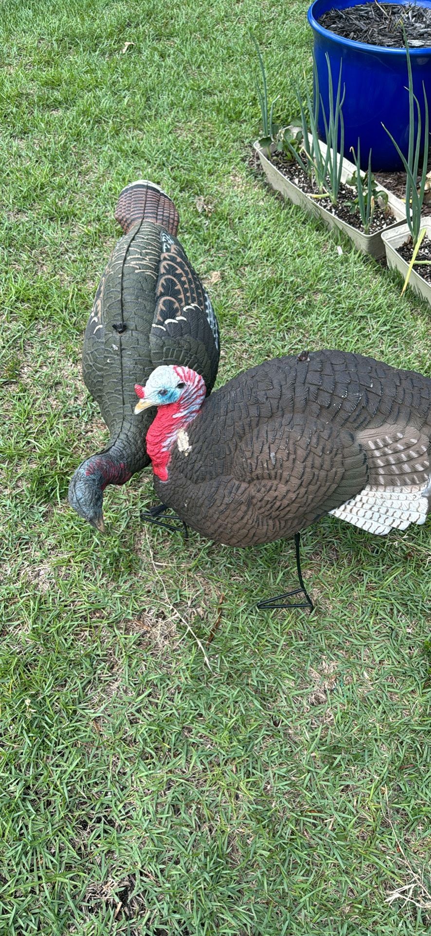 Turkey Decoys 