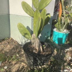 Large Cactus