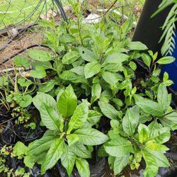 Lo natural. Planta de Insulina 