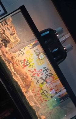 Beardie + enclosure and accessories