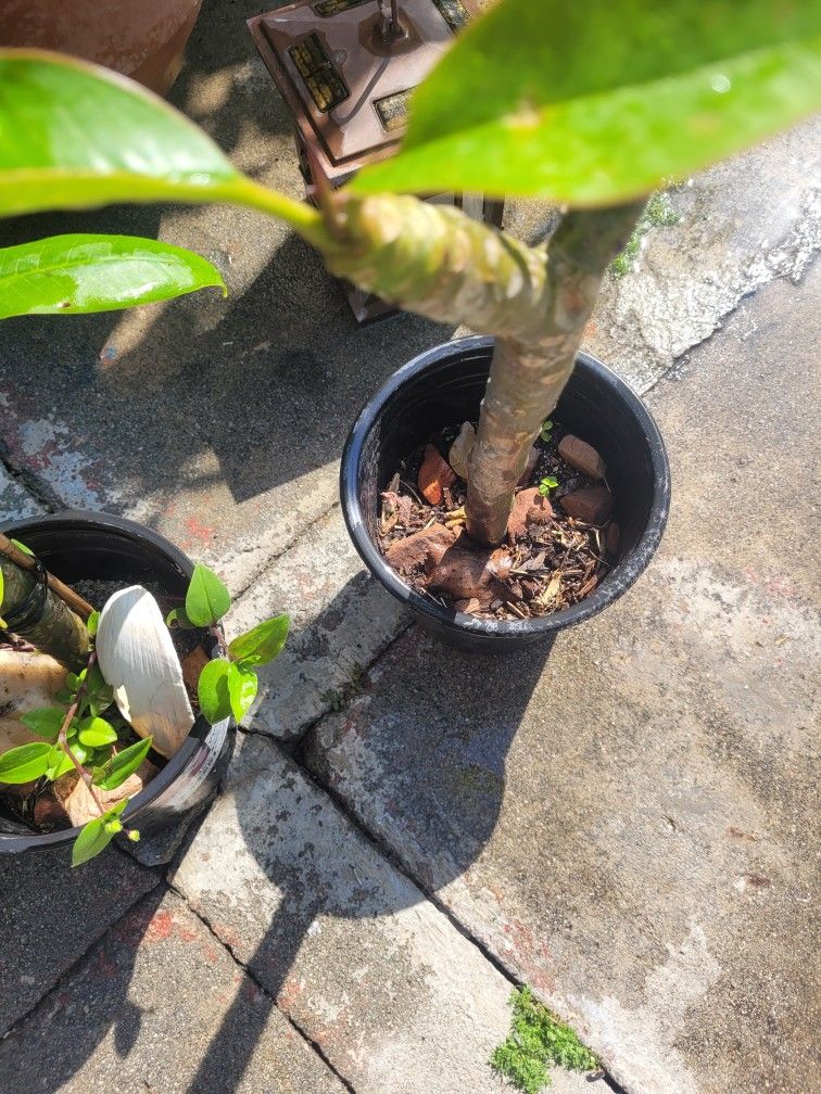 PLUMERIAS IN POT OR CLIPPINGS . THERE BLOOMING. , clippings $8.00, in pots $10.00 must pick up in Arcadia, in pots the length is 15 to 25 "high. W