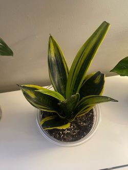 Snake plants