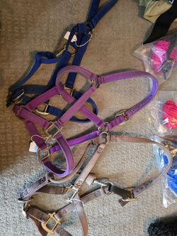 Horse halters