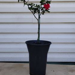 Pink Rose Tree 
