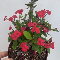 Planta De Corona De Cristo Flor Chiquita , Está En Maceta De 6 Pulgadas 