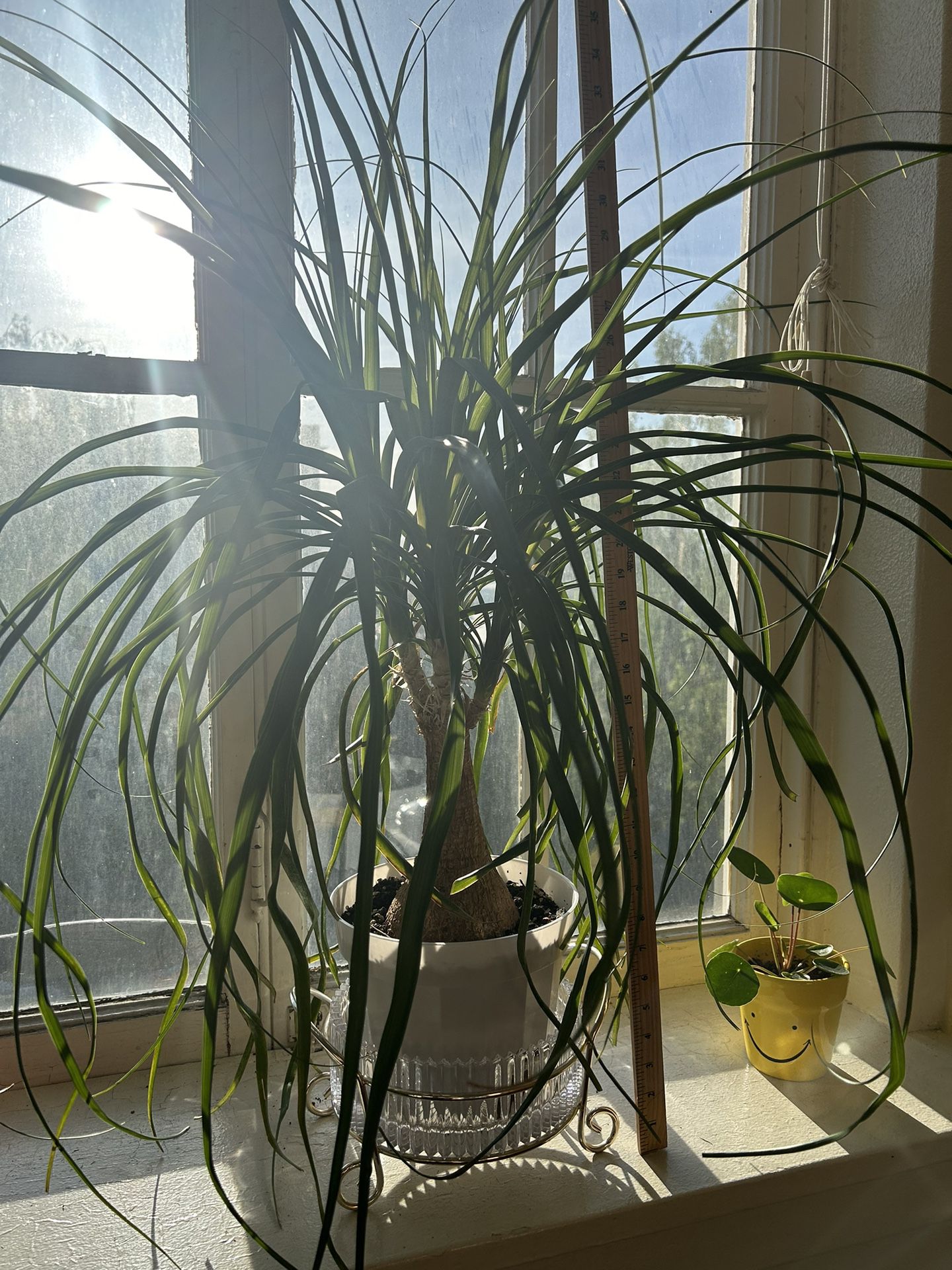 3 Foot Ponytail Palm