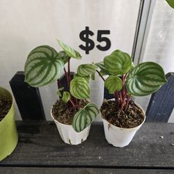 Peperomia Watermelon Plants 