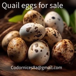 Quail Eggs For Sale 