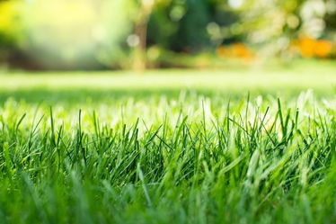 Grass (210)
