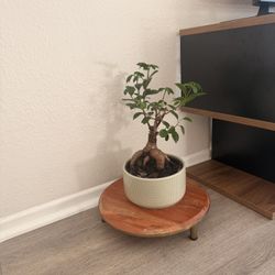 Fresh Bonsai-Style Plant with Wooden Stand – Healthy & Low Maintenance
