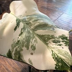 Variegated Monstera Albo Plant Cutting (pls Read Description Below)