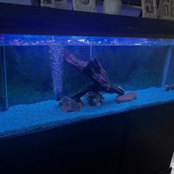 150 Gallon Custom Fish Tank 
