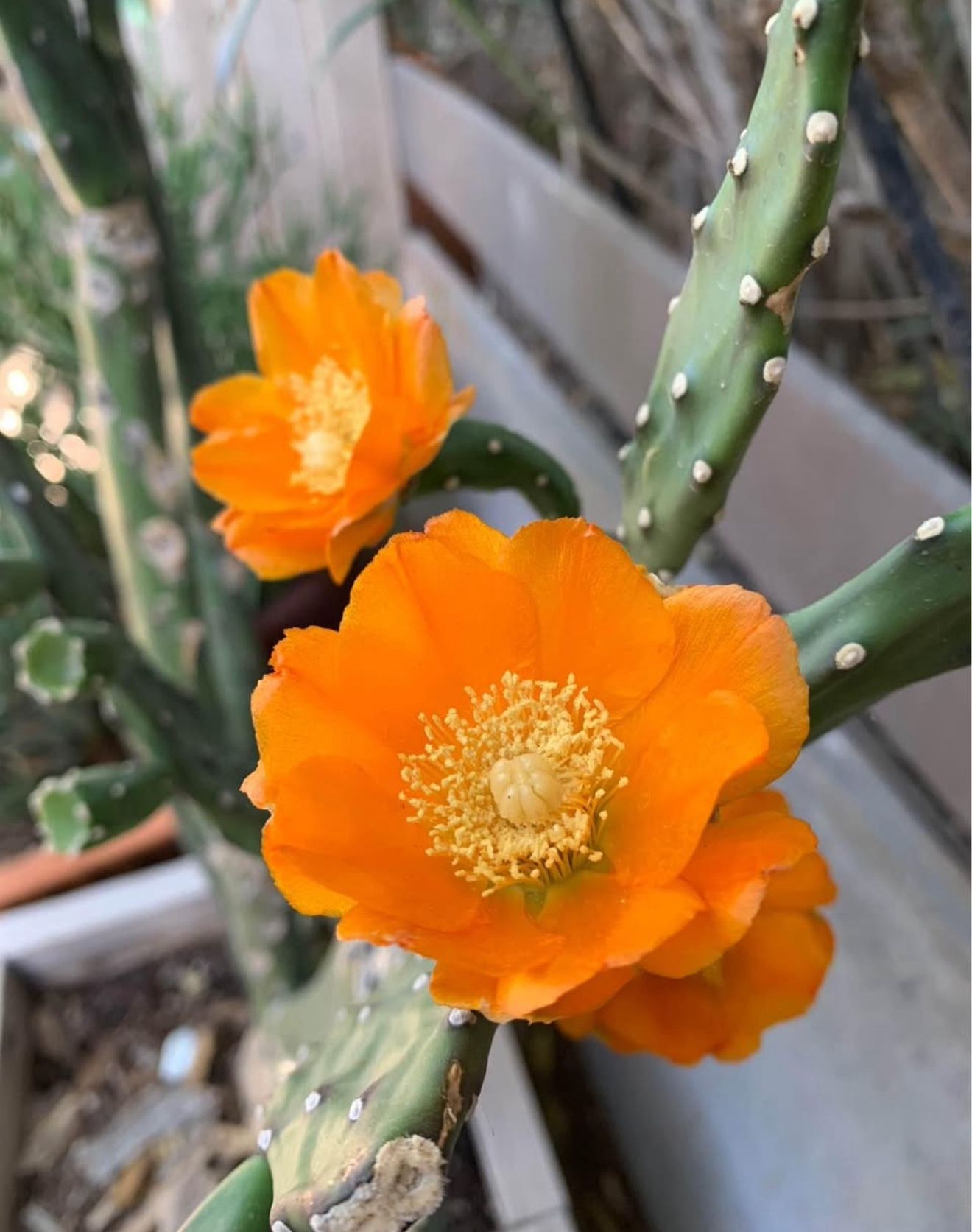 California Sunshine Live Cactus Plant Sunset Orange Flowers - 1 Gallon Pot