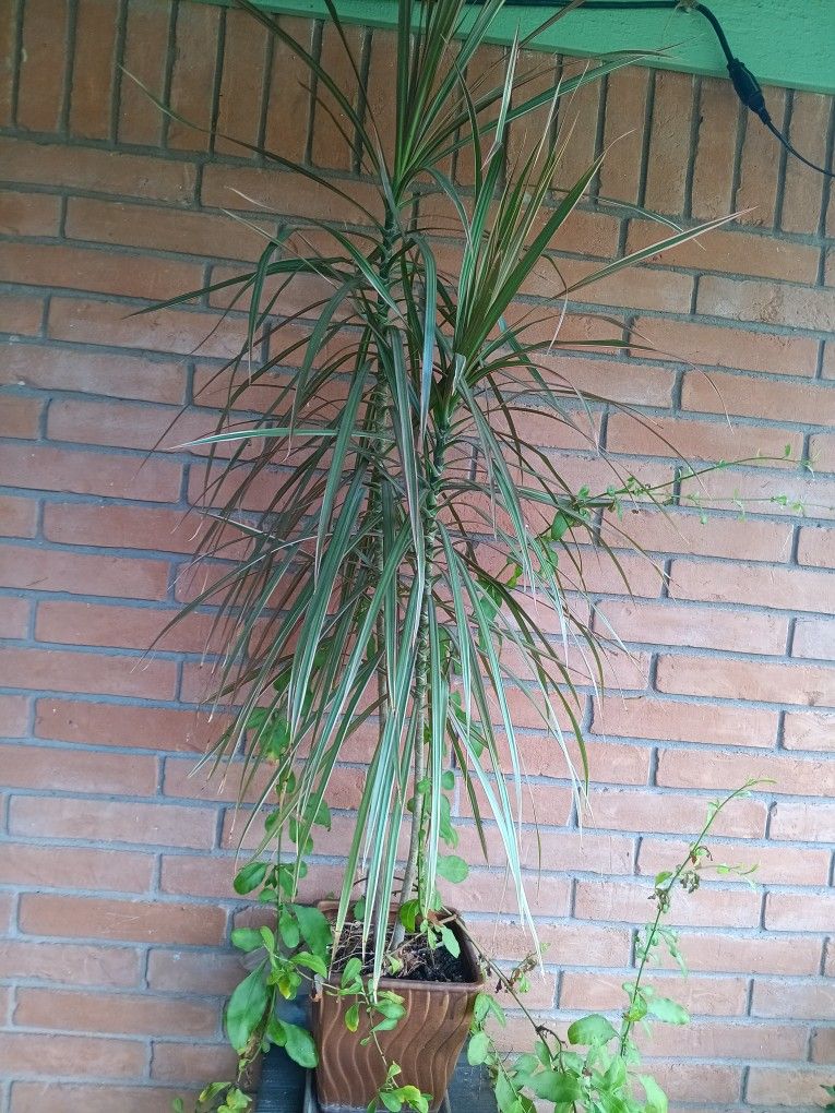 beautiful selection palms indoors or outdoors.