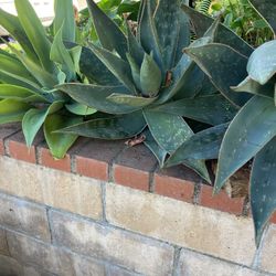 AGAVE PLANTS DROUGHT TOLERANT MUST SELL 