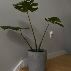 Monstera Plant in Ceramic Pot