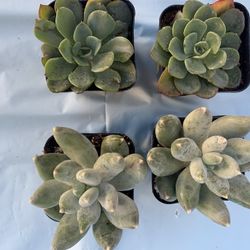 Succulents (4) In 2” Pot