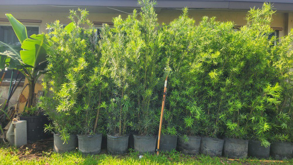 Spectacular Podocarpus Plants For Inmediate Privacy!!! About 6 Feet Tall! Fertilized 