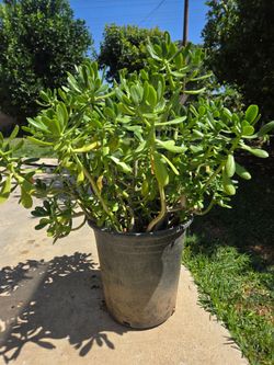 Suculent jade plant