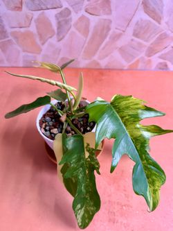 Philodendron Tortum 4” 🌿 Rare Tropical Collector Plant in PON #4