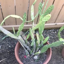 Large Prickly Pear Cactus Plant In Terra Cotta Pot