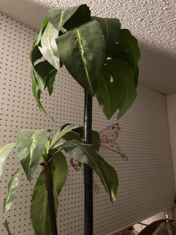 Artificial Plant
