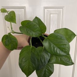 Lemon Meringue Pothos Plant 