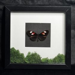Framed Heliconius melpomene plessini (The Postman) Butterfly