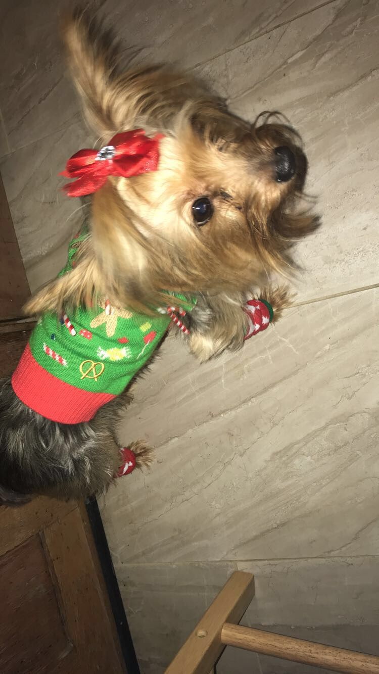 Ugly sweater For dogs size Small