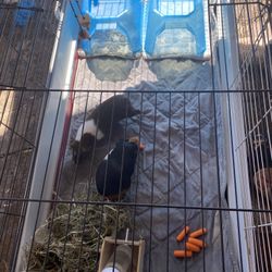 Guinea Pig Cage