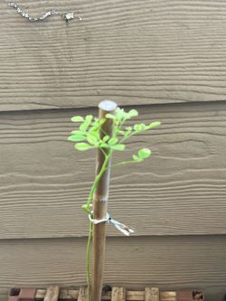 Moringa Tree Plant