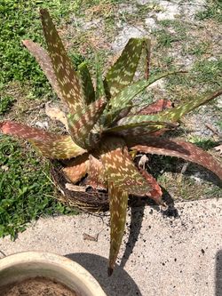 Free aloe Vera plant