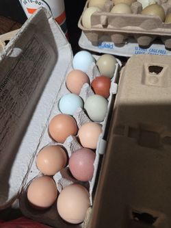 Hatching Eggs For Chickens