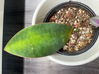 Sansevieria Masoniana  with new growth