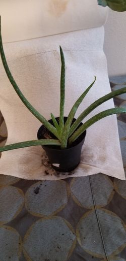 Aloe vera Aloe vera