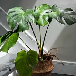 Beautiful lush monstera