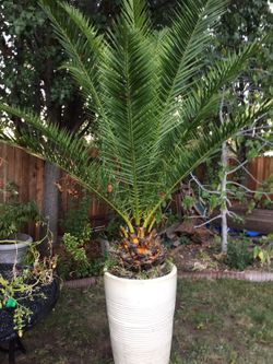 Large Palm Tree in container