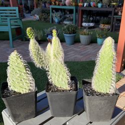 Hairy Old Man Cacti Plants
