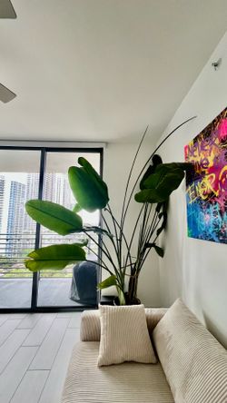 Large Banana Tree / White Bird of Paradise (Strelitzia Nicolai) 🌿