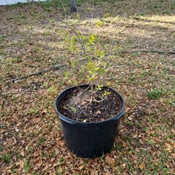 Barbados Cherry Tree!!