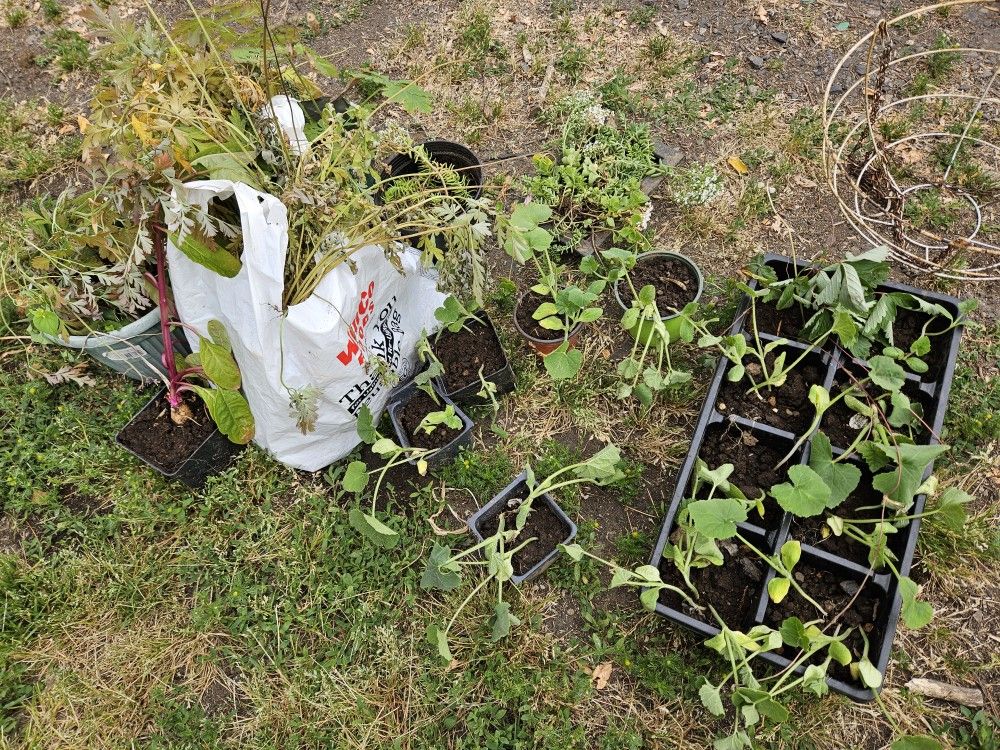 Free Plants & Box Of Scrap Metal