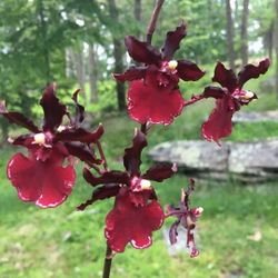 LIVE Orchid Oncostele Succubus 'Night Shift'
