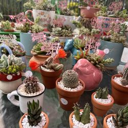 Live plants! Succulent Arrangements For Mothers Day!