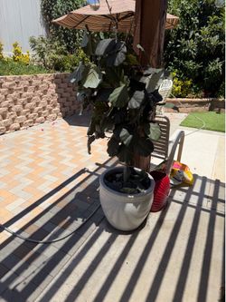 Artificial Fiddle Leaf Fig Tree in White Ceramic Pot