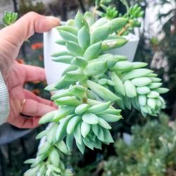 Succulents 