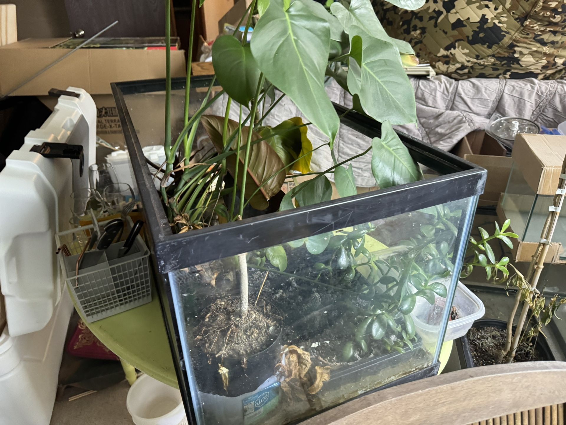 40 Gallon Tanks Plants Not Included