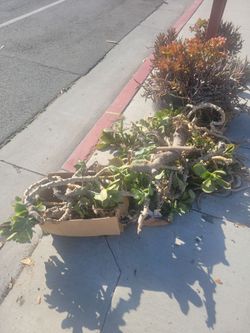Plants