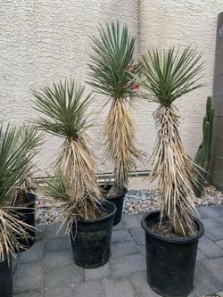 Joshua Tree
