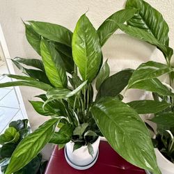 ♥️Super Healthy variegated Peace Lilly🙏PLS Read Description 